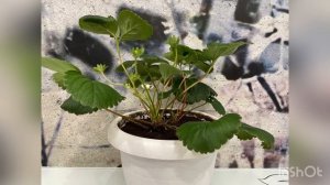 Клубника на подоконнике. Кабрилло первая волна.