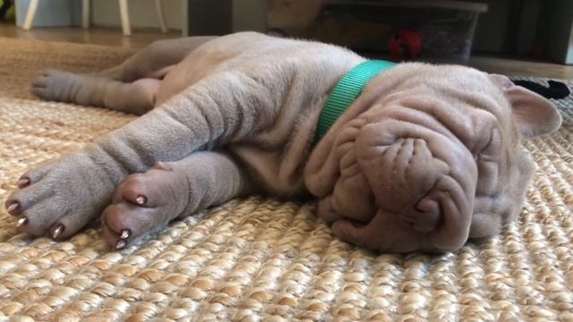ASMR маленький щенок шарпей храпит 8 weeks sharpei puppy snoring ? ?? смотреть онлайн