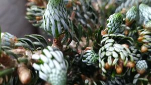 Пихта корейская Kohout's icebreaker.