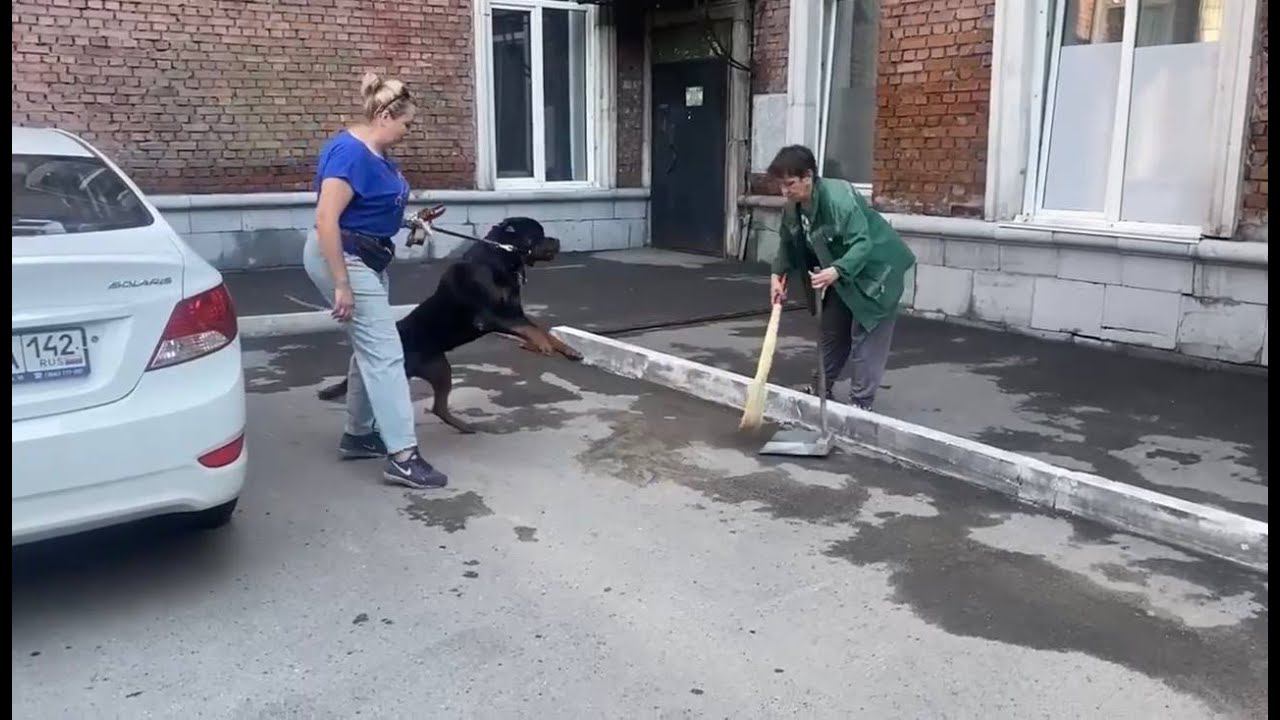 Одержимость тенью и лазерной указкой (Ротвейлер)