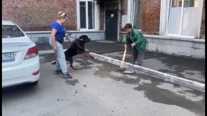 Одержимость тенью и лазерной указкой (Ротвейлер)