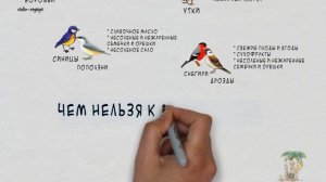 Чем можно кормить птиц?