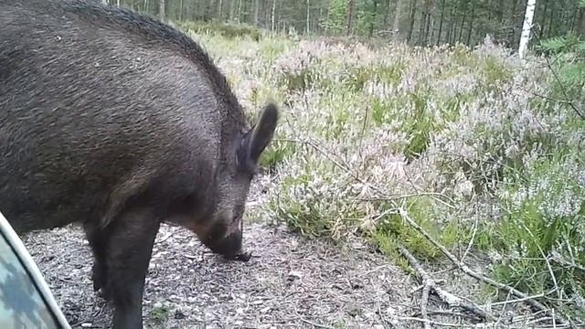 как чесать кабана !!!!!! смотреть онлайн