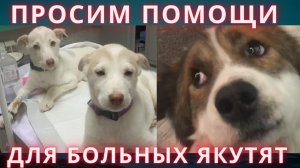 Собаки не умеют просить помощи Мы просим за них!