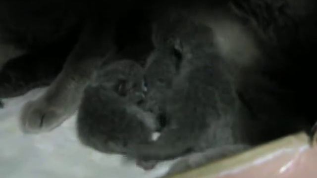 Новорожденные котята дерутся за молоко смотреть онлайн