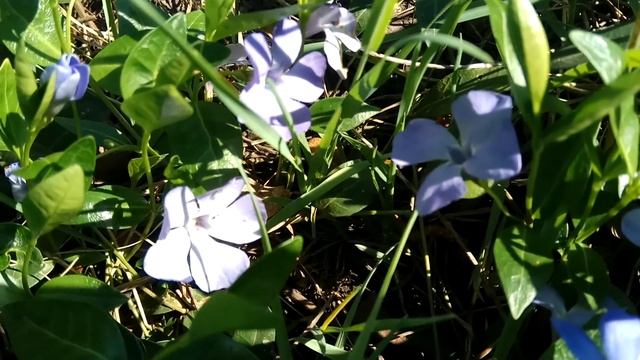 Как цветет БАРВИНОК весной, видео  Immergrün, periwinkle,
