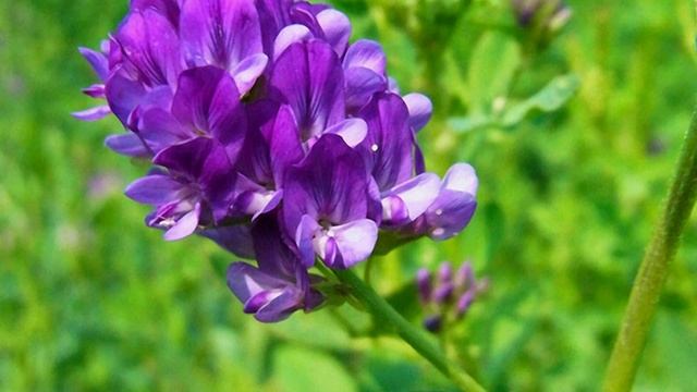 ЛЮЦЕРНА ПОСЕВНАЯ 600 лекарственных растений