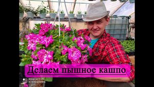 Петуния. Как сформировать самое пышное кашпо?