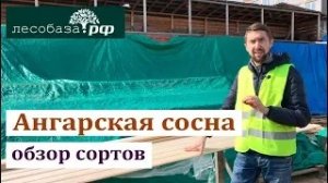 ОТЛИЧИЯ Ангарской сосны от Обыкновенной