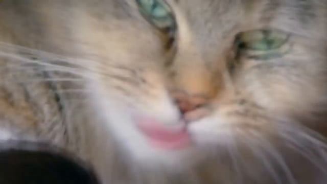 Что кошки думают о нас ? смотреть онлайн