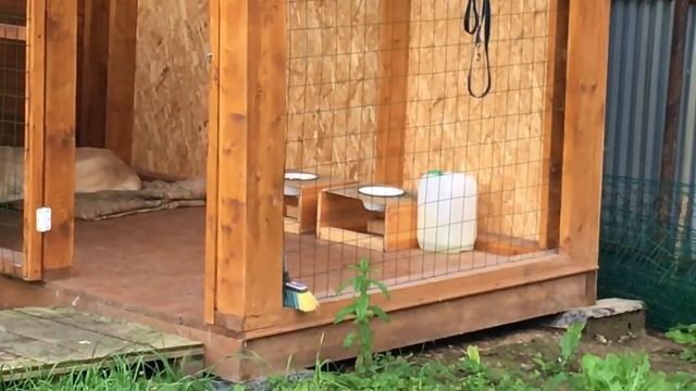 Крысы воруют еду у нашей собаки... смотреть онлайн