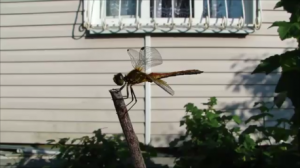 Супер завязывание плодов сладкого перца! Что способствовало.