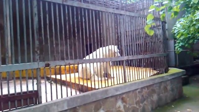 В зоопарке: белый медведь смотреть онлайн