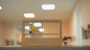 ІX-й чемпионат канареек овсяночного напева "Лучший кенар-солист 2019"