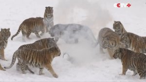 Толстые амурские тигры устроили охоту на дроны