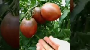 Невероятные томаты