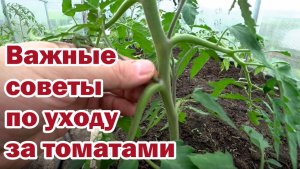Томаты. Как пасынковать и подвязывать?