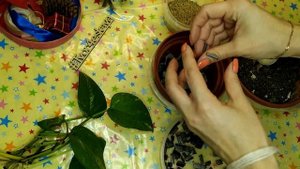 Как размножить сциндапсус?