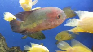 Цихлазома смарагдовая, цихлазома винная, бражник