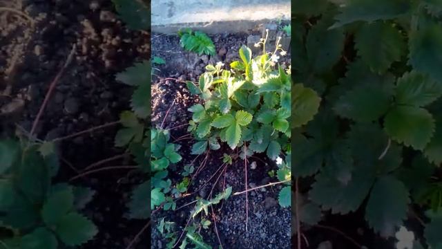 лесная земляника на даче смотреть онлайн