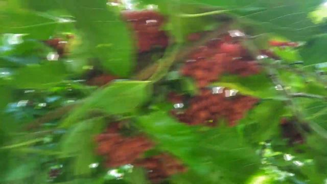 калина Аня смотреть онлайн