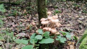 Опята в Подмосковье. 1.09.2020