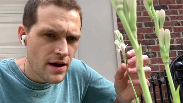 Scent of a Tuberose смотреть онлайн