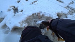 Ловля крупного окуня зимой! ЖОР на балансир!!! Зимняя рыбалка 2020, первый лёд 2020.