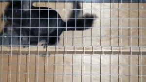 Спаривание шиншилл. Как всё проходит.