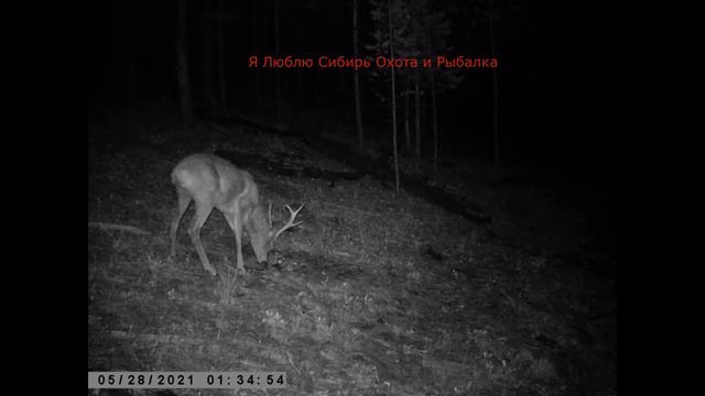 БОЛЬШОЙ ГУРАН В СИЛЬНЫЙ ВЕТЕР И СТАРАЯ САМКА ПРИШЛИ НА СОЛОНЦЫ смотреть онлайн