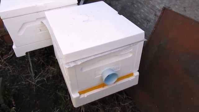 деревянный улей или улей ППС , что лучше для весеннего развития пчел смотреть онлайн