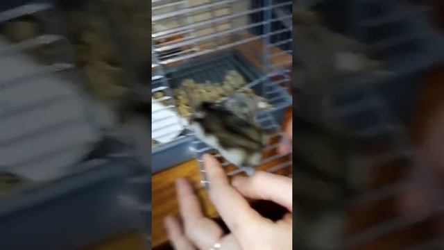 Как живут взрослые хомяки. смотреть онлайн