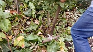 Как корчевать вишню и не сломать лопату? ЛОМОЛОПАТА за пять минут без сварки. Демонстрация корчёвки