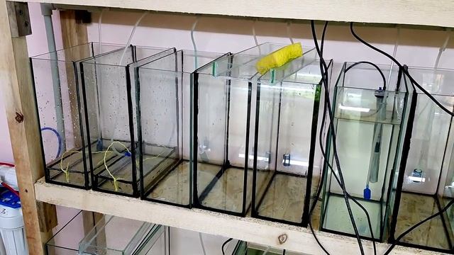 Полно икры неона и красный неон на нерест смотреть онлайн