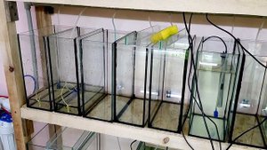 Полно икры неона и красный неон на нерест