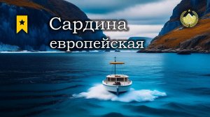 ✮ Норвежское море ✮ Сардина европейская ✮