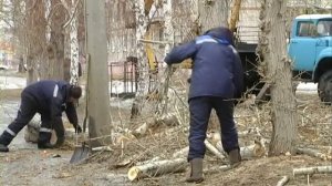 Обрезка тополей