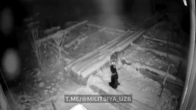 СОБАКА ПРОТИВ ВОЛКА смотреть онлайн