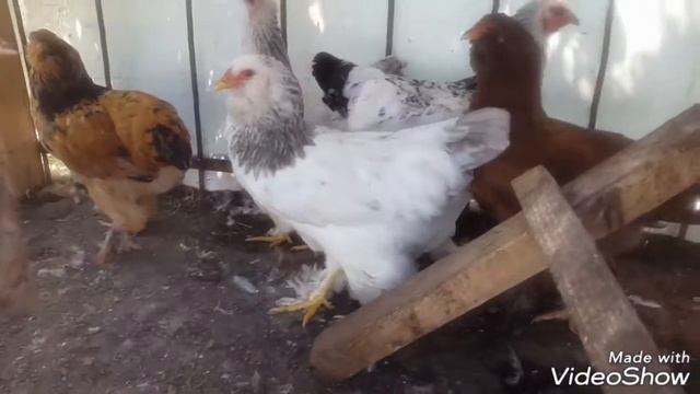 Петухи и куры Брама смотреть онлайн