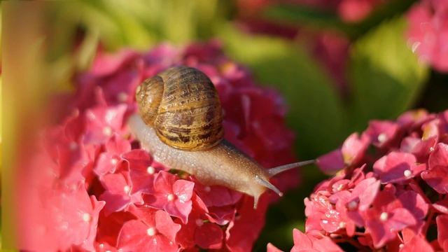 Забавные Моллюски // Гигантская улитка // Улитка смотреть онлайн