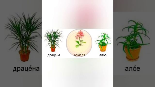 Корекційна гра "Чого не стало?" "Кімнатні рослини"