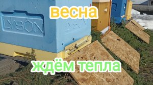 Март! Облёт! Канди! Осмотр пчёл! Пчеловодство!