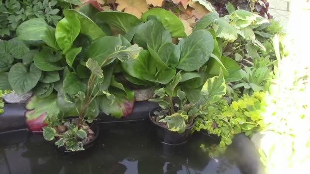 хаутюйния.mp4 смотреть онлайн