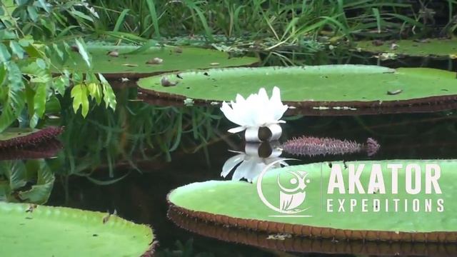 Victoria regia - Akator expeditions смотреть онлайн