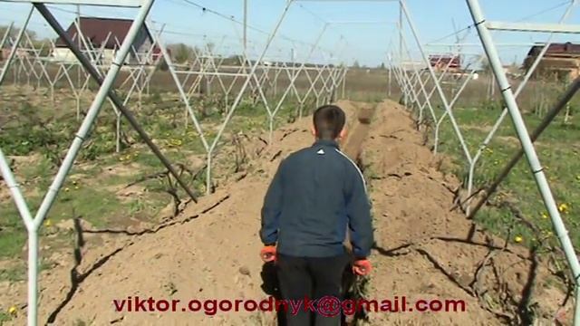 Радикальное удобрение виноградника смотреть онлайн