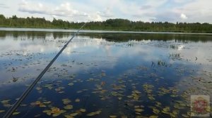 Ловля плотвы на хлеб летом на удочку. Опять в болото 4: с поплавком.