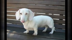 Такса - невероятные окрасы/Dachshund - incredible colors