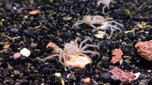 Крабик паучок / Микрокрабик / Limnopilos naiyanetri #крабикпаучок #Llimnopilosnaiyanetri #микрокраб