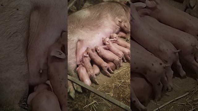 Молокозавод работает? кормление поросят #поросята#пьетрен#дюрок смотреть онлайн