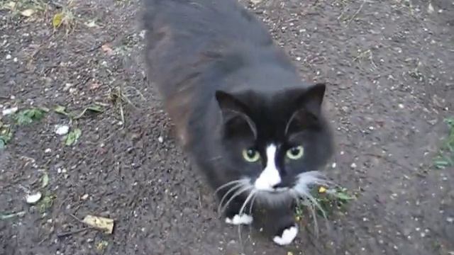 KSN Кот Винни пух смотреть онлайн